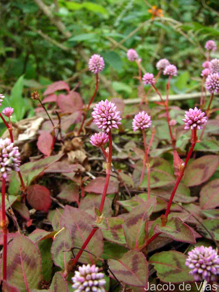 Persicaria capitata (Buch.-Ham. ex D.Don) H.Gross